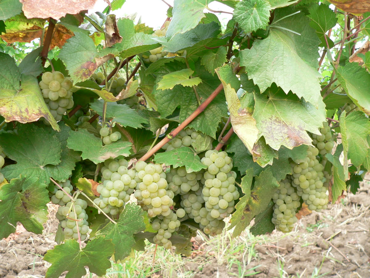 Grappe d’aligoté