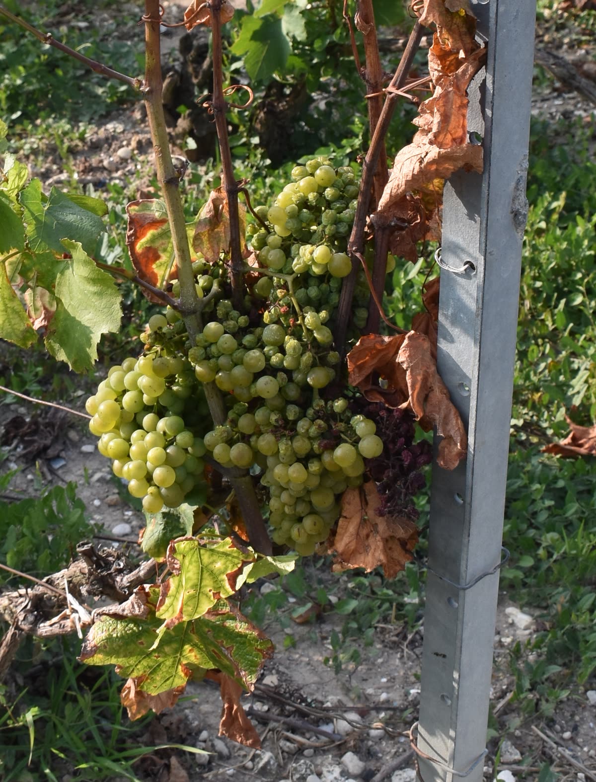 Grappe de chardonnay à Verzenay (Champagne)