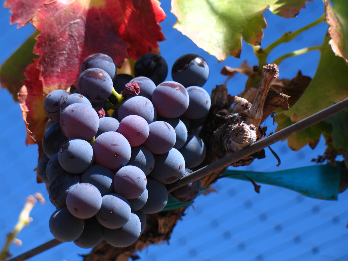 Grappe de grenache noir