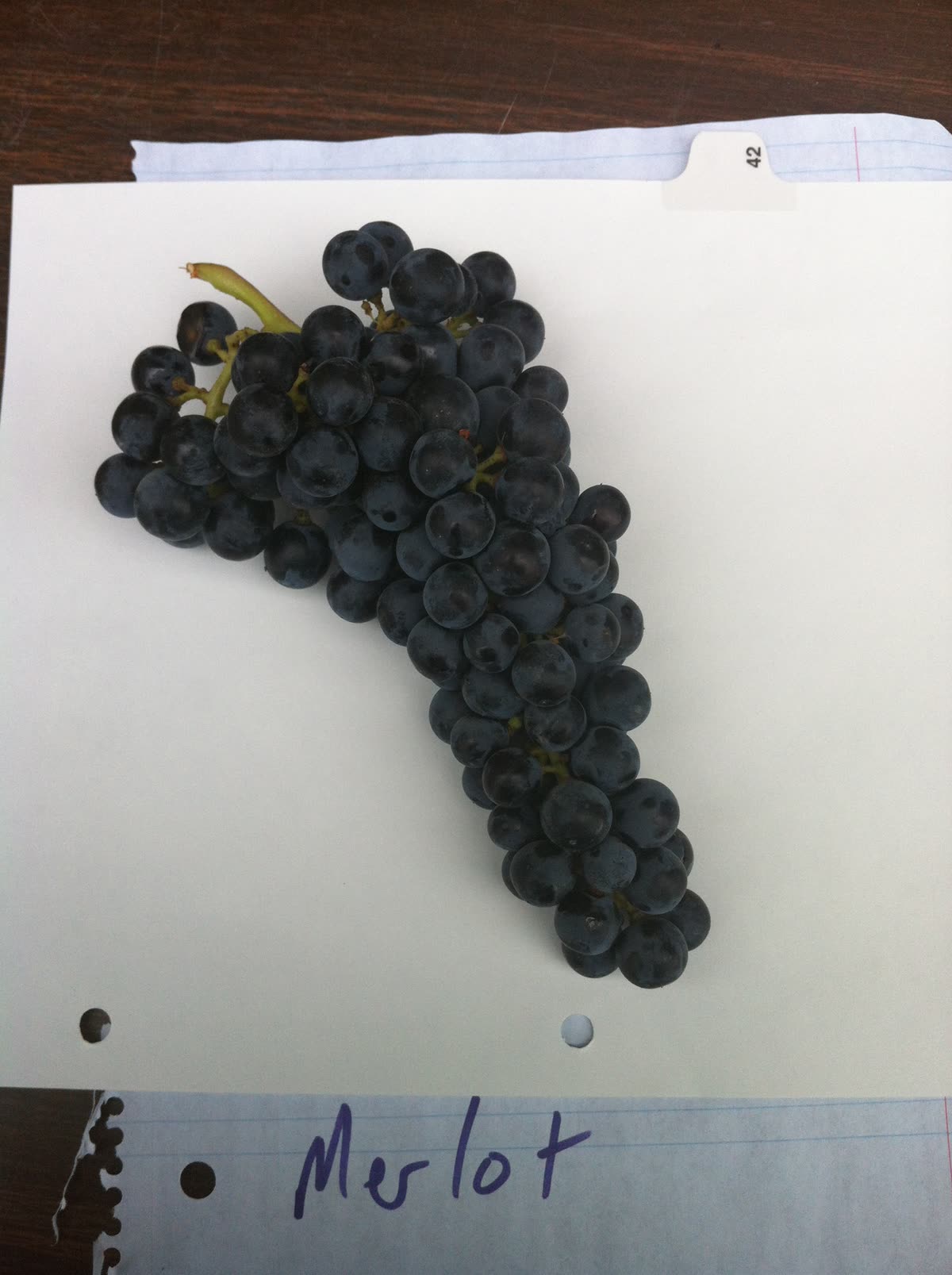 Grappe de merlot