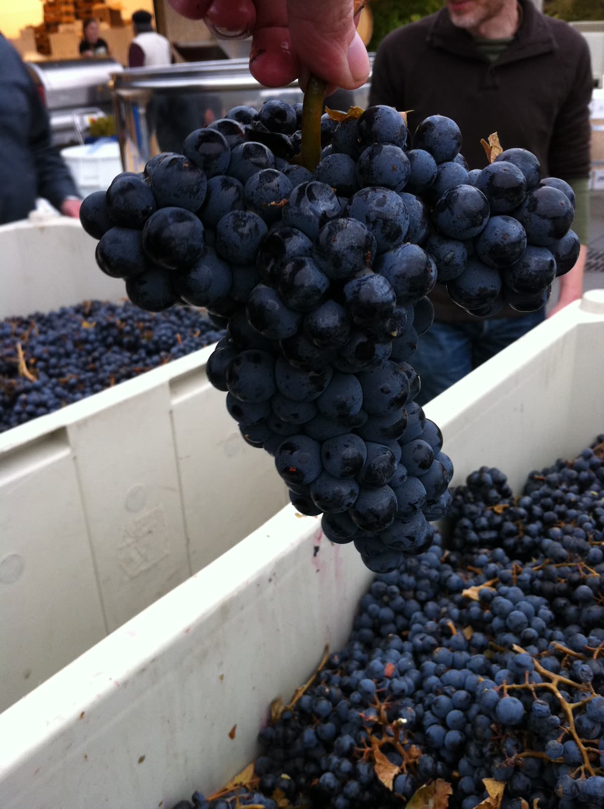 Grappe de mourvèdre