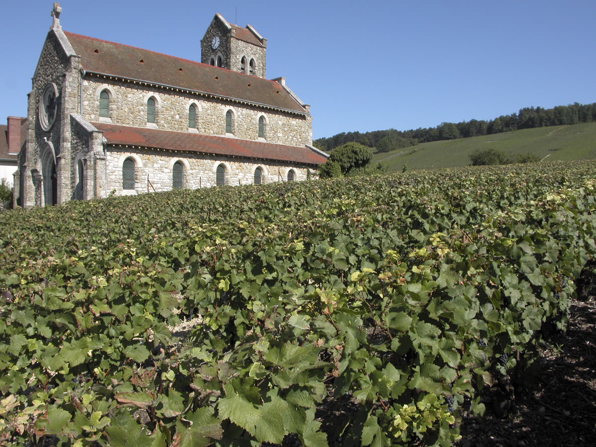 Vigne de pinot noir à Leuvrigny (Champagne)