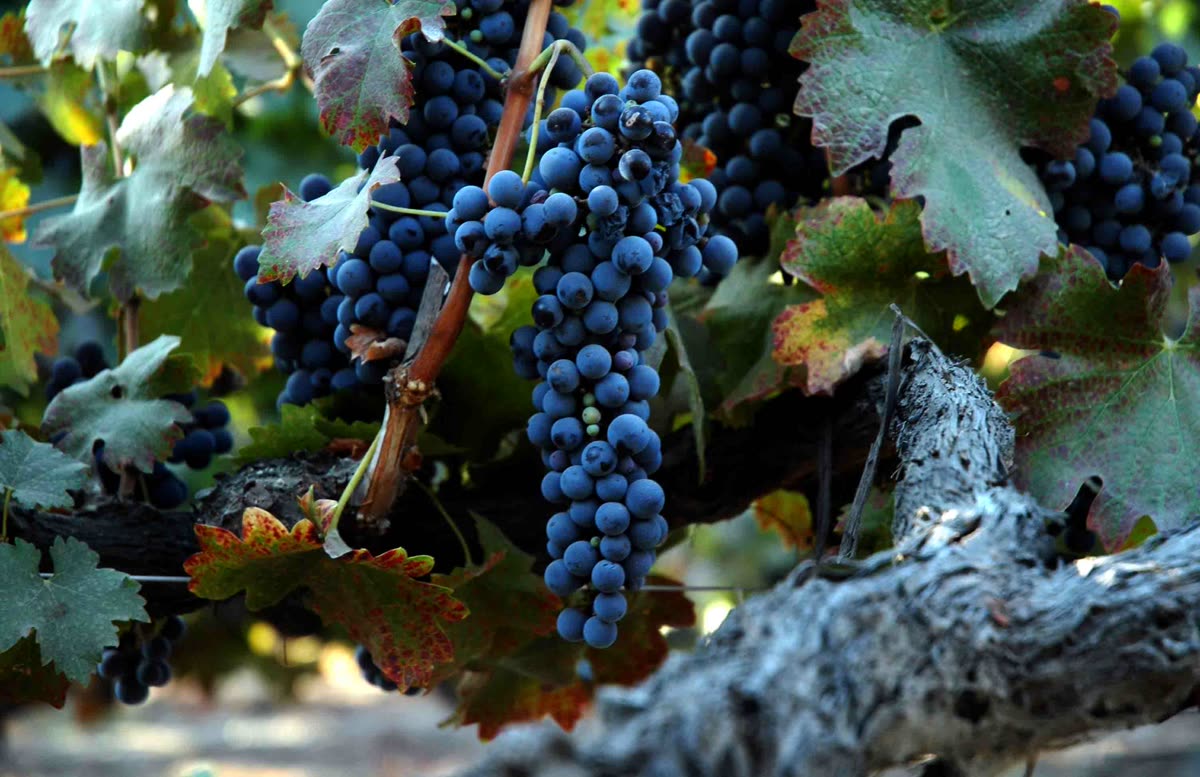 Grappe de syrah (vieille vigne)